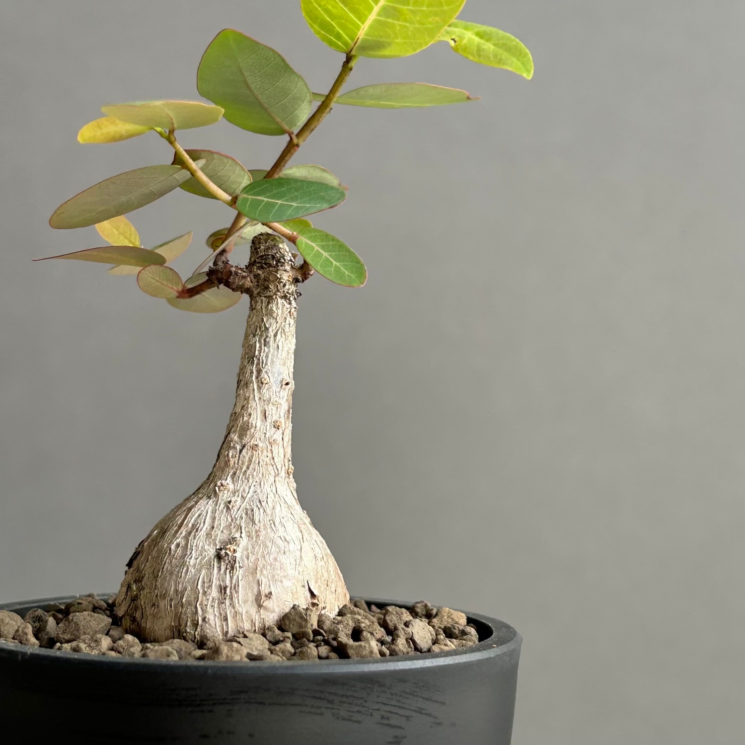 フィランサス ミラビリス｜夜になると葉を閉じるユニークな塊根植物