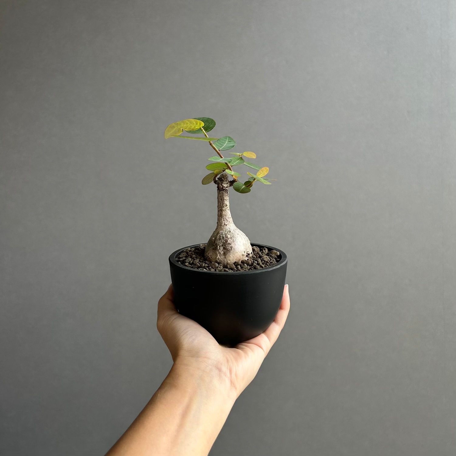 フィランサス ミラビリス フィランサス ミラビリス｜夜になると葉を閉じるユニークな塊根植物