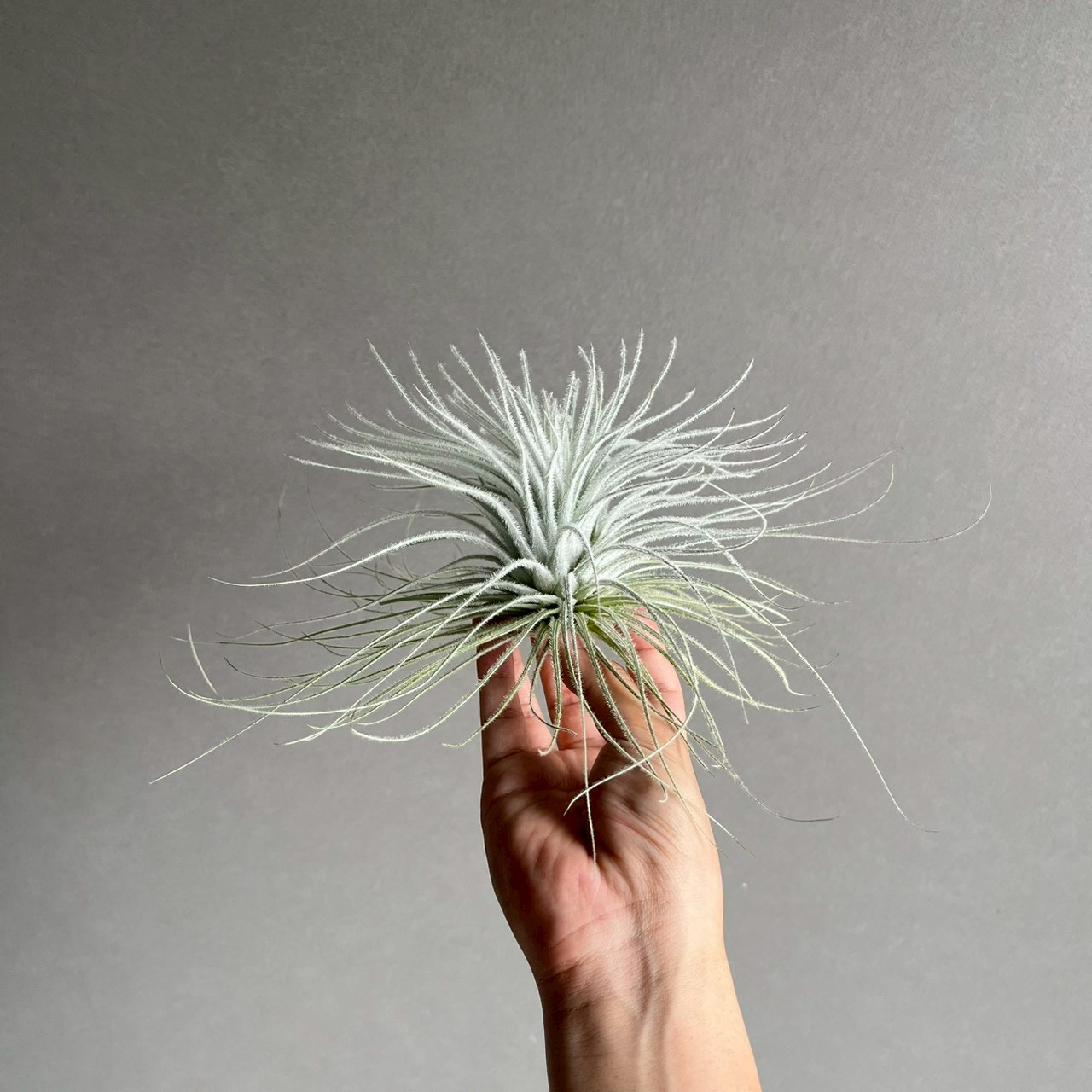 ティランジア テクトラム Tillandsia tectorum｜エアプランツ