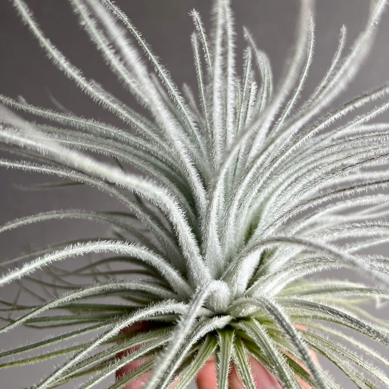 ティランジア テクトラム Tillandsia tectorum｜エアプランツ