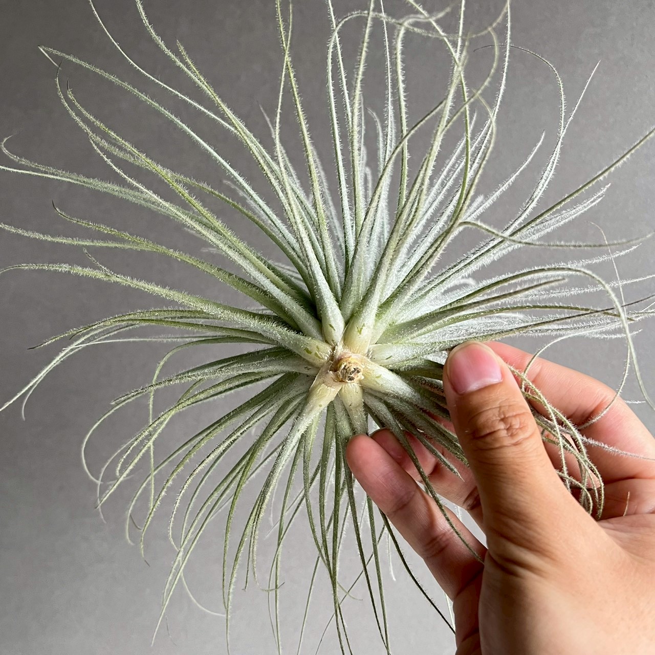 ティランジア テクトラム Tillandsia tectorum｜エアプランツ