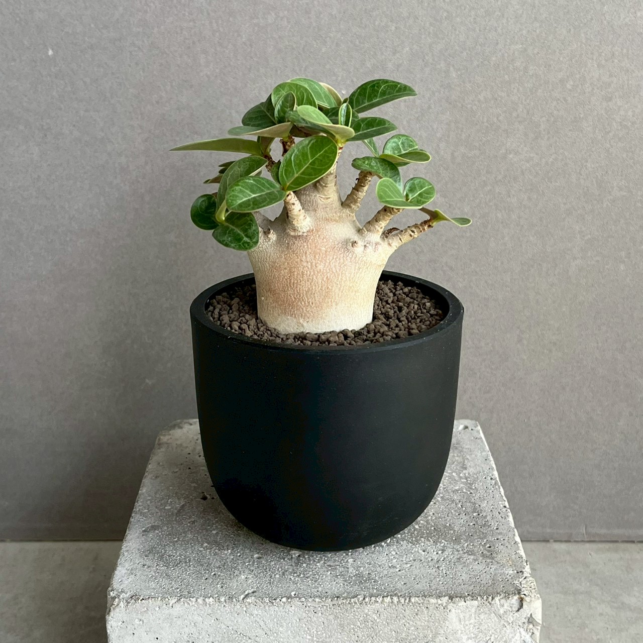 アデニウム アラビカム スーパー ドワーフ “ブラック” Adenium