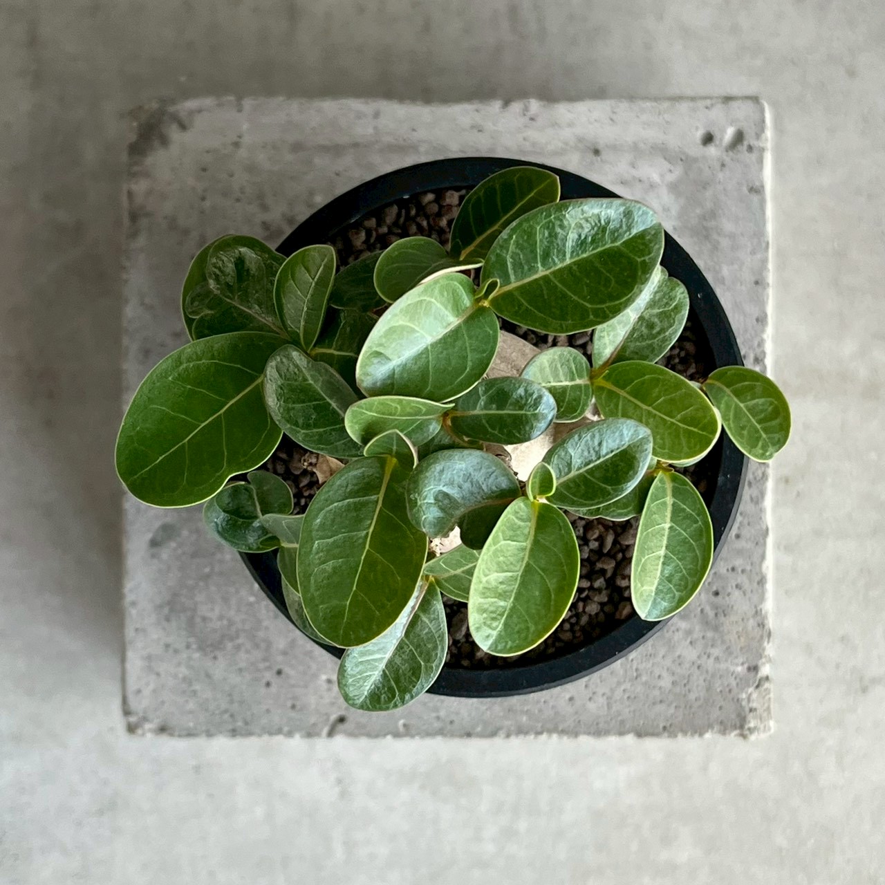 アデニウム アラビカム スーパー ドワーフ “ブラック” Adenium