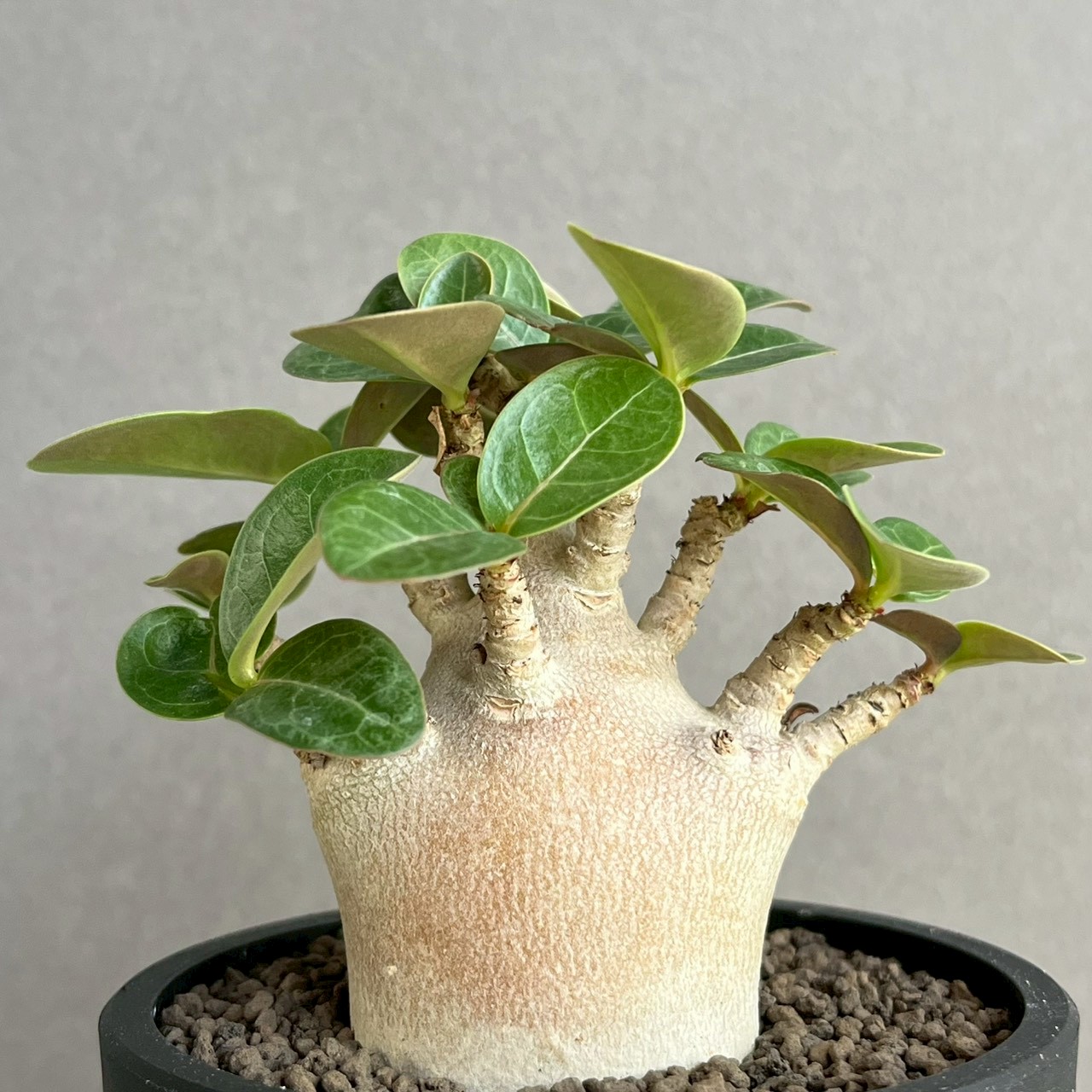 アデニウム アラビカム スーパー ドワーフ “ブラック” Adenium