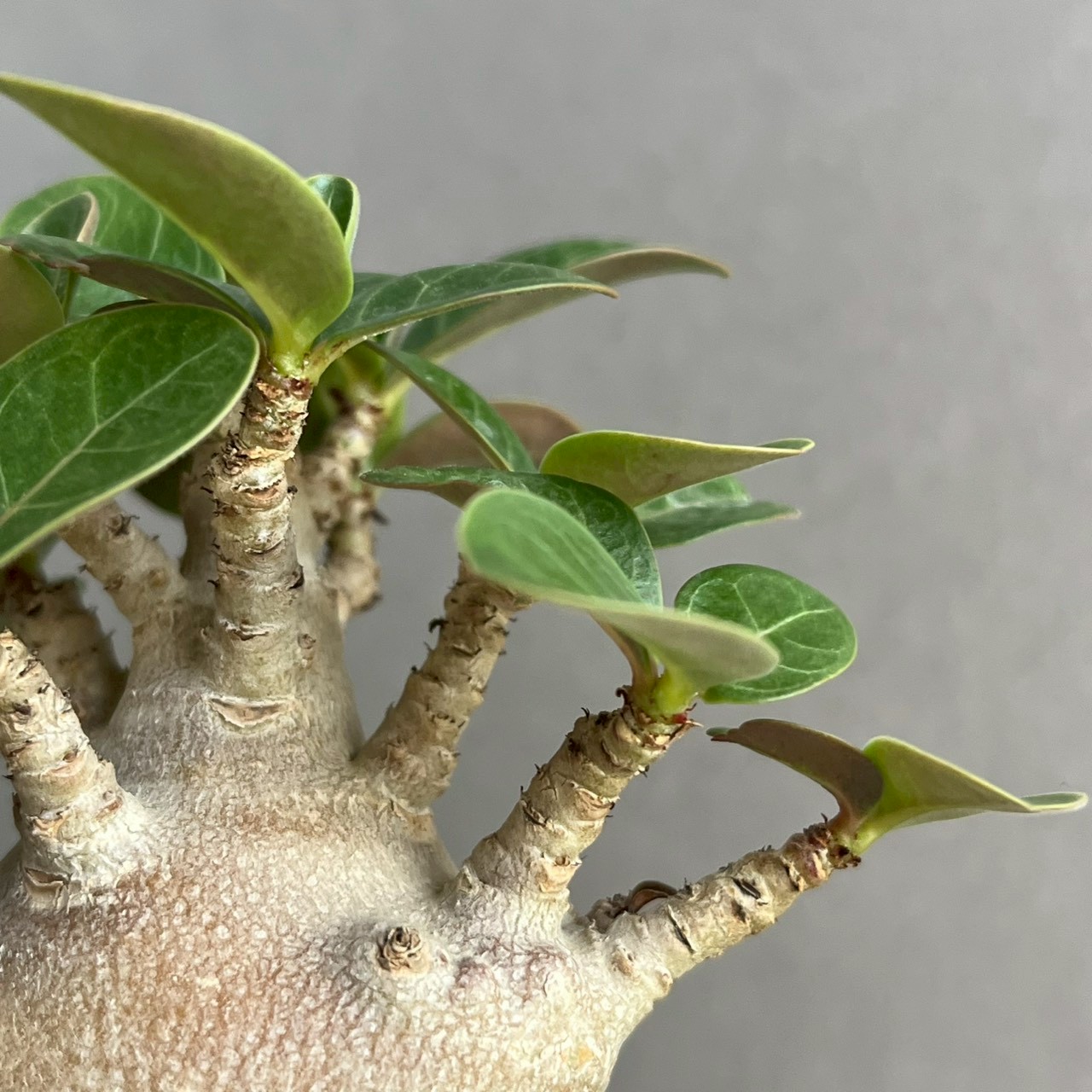 アデニウム アラビカム スーパー ドワーフ “ブラック” Adenium