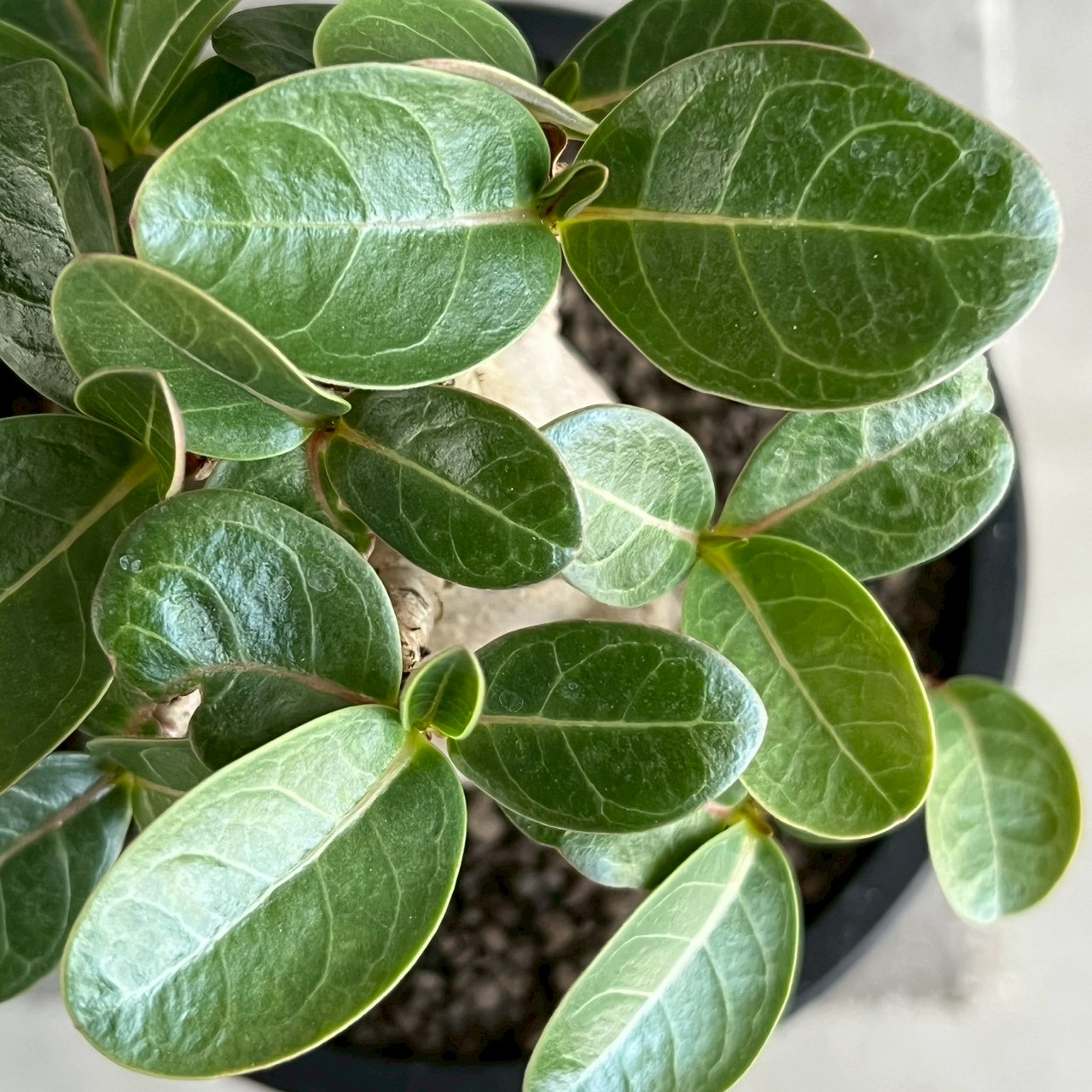アデニウム アラビカム スーパー ドワーフ “ブラック” Adenium