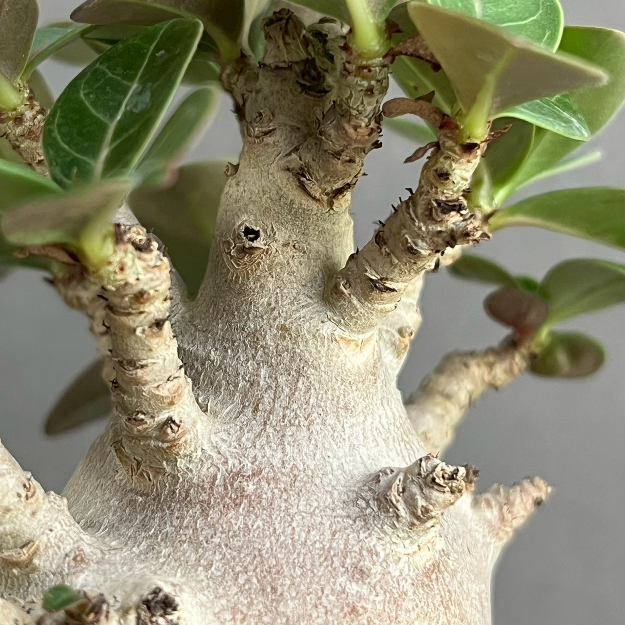 アデニウム アラビカム スーパー ドワーフ “ブラック” Adenium