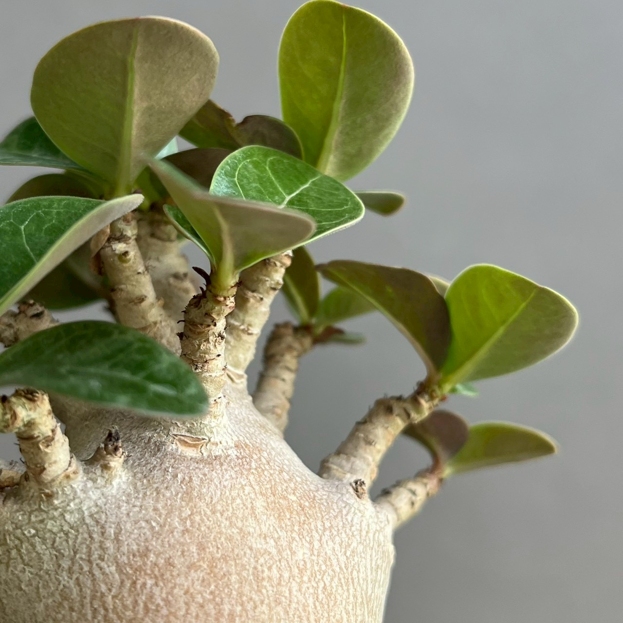 アデニウム アラビカム スーパー ドワーフ “ブラック” Adenium