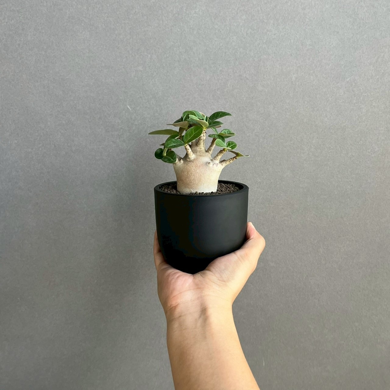 アデニウム アラビカム スーパー ドワーフ “ブラック” Adenium