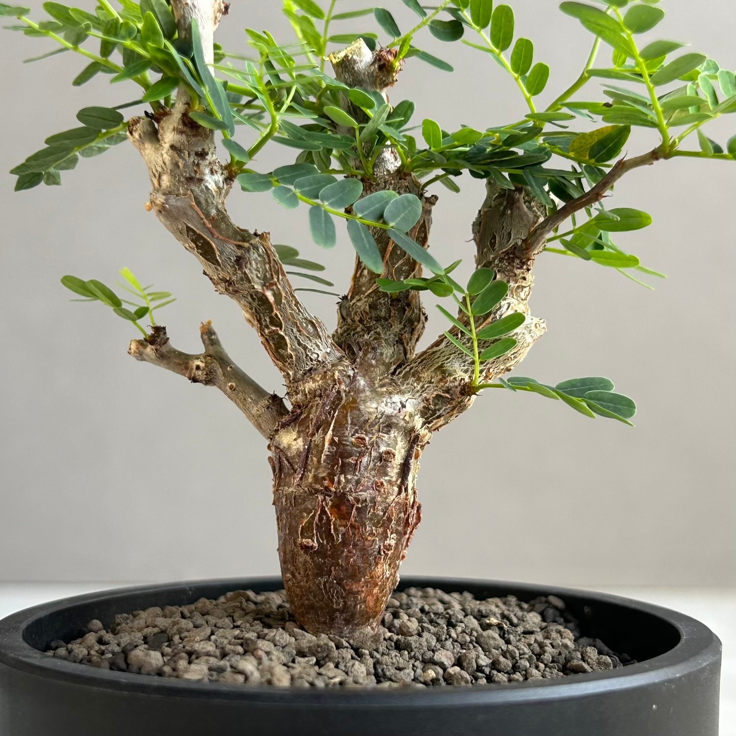 送料無料 センナメリディオナリス 現地球 塊根植物 コーデックス 灌木 J20 実生センナ メリディオナリス Senna meridionalis 大株 灌木 塊根