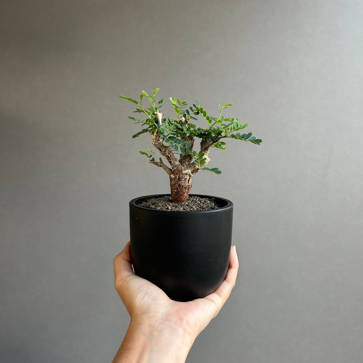 センナ メリディオナリス 実生苗｜ゴツゴツとした幹肌が魅力の