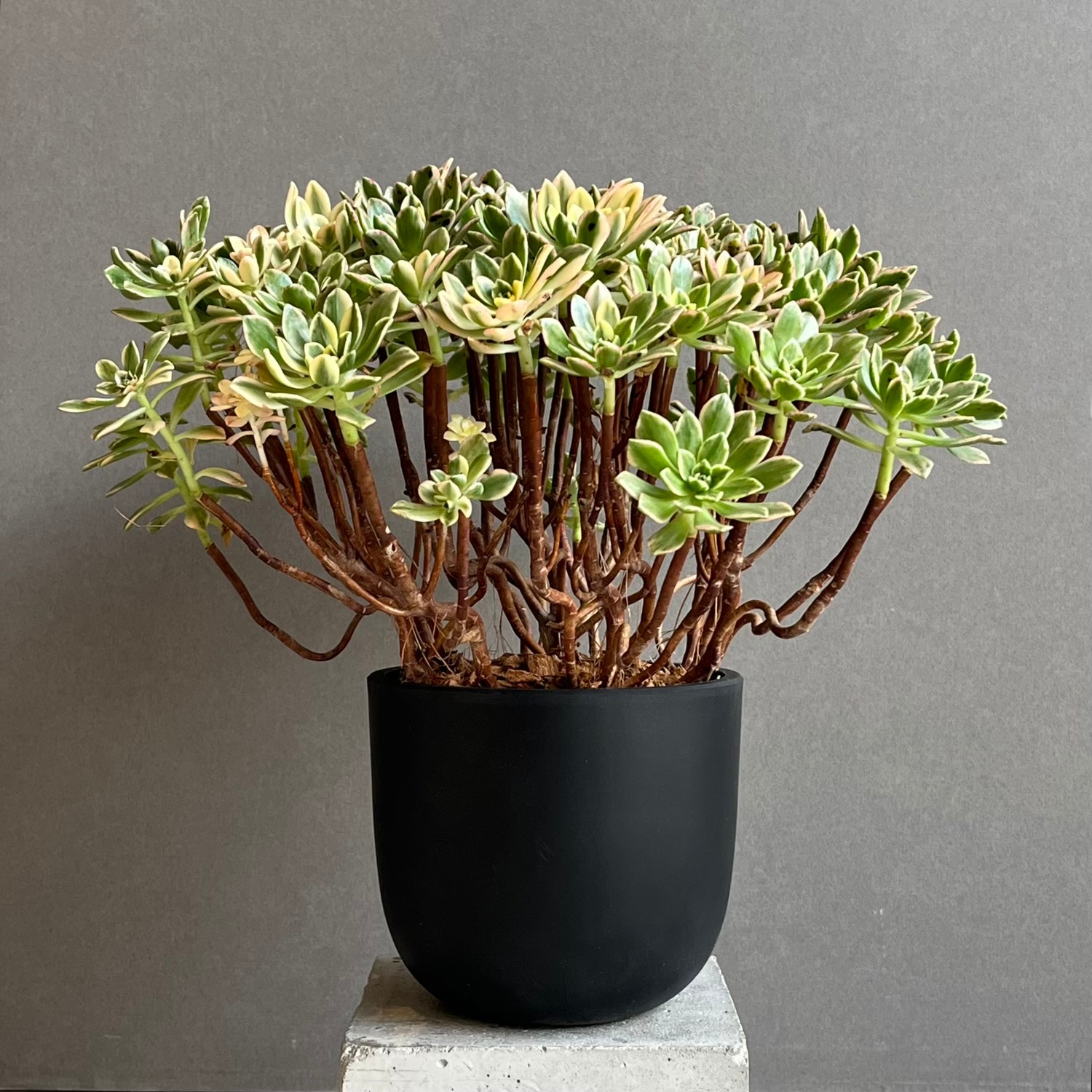 96#多肉植物アエオニウム錦❤️ブロンズメダル錦❤️50-60大頭27cm 拔き苗 アエオニウム 'ブロンズ メダル 錦' 「Aeonium 'Bronze Medal' 」