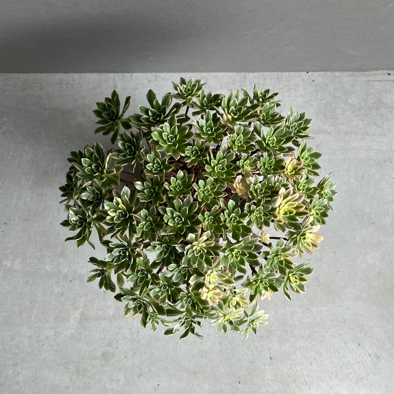 アエオニウム 'ブロンズ メダル 錦' 「Aeonium 'Bronze Medal' 」
