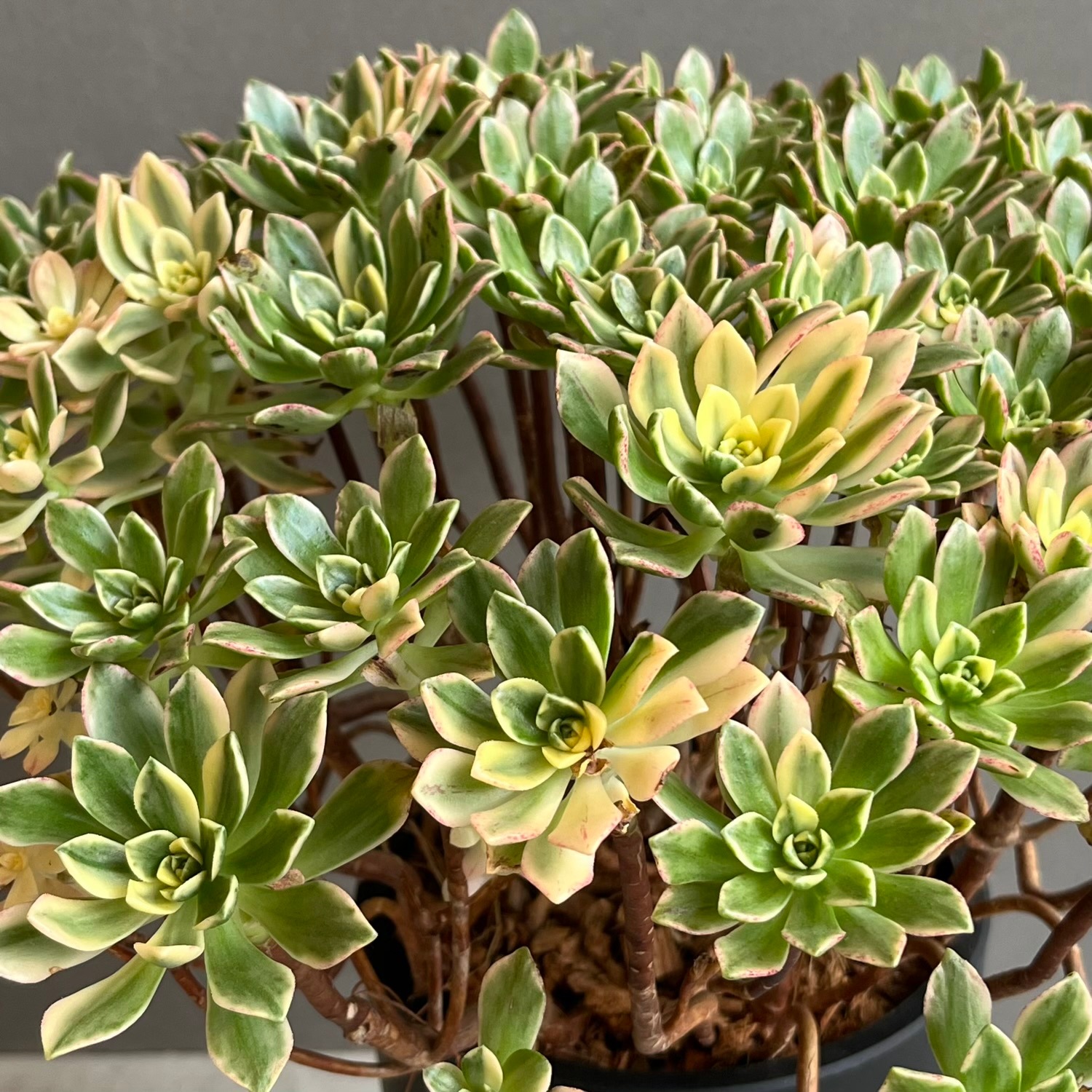 96#多肉植物アエオニウム錦❤️ブロンズメダル錦❤️50-60大頭27cm 拔き苗 アエオニウム 'ブロンズ メダル 錦' 「Aeonium 'Bronze Medal' 」