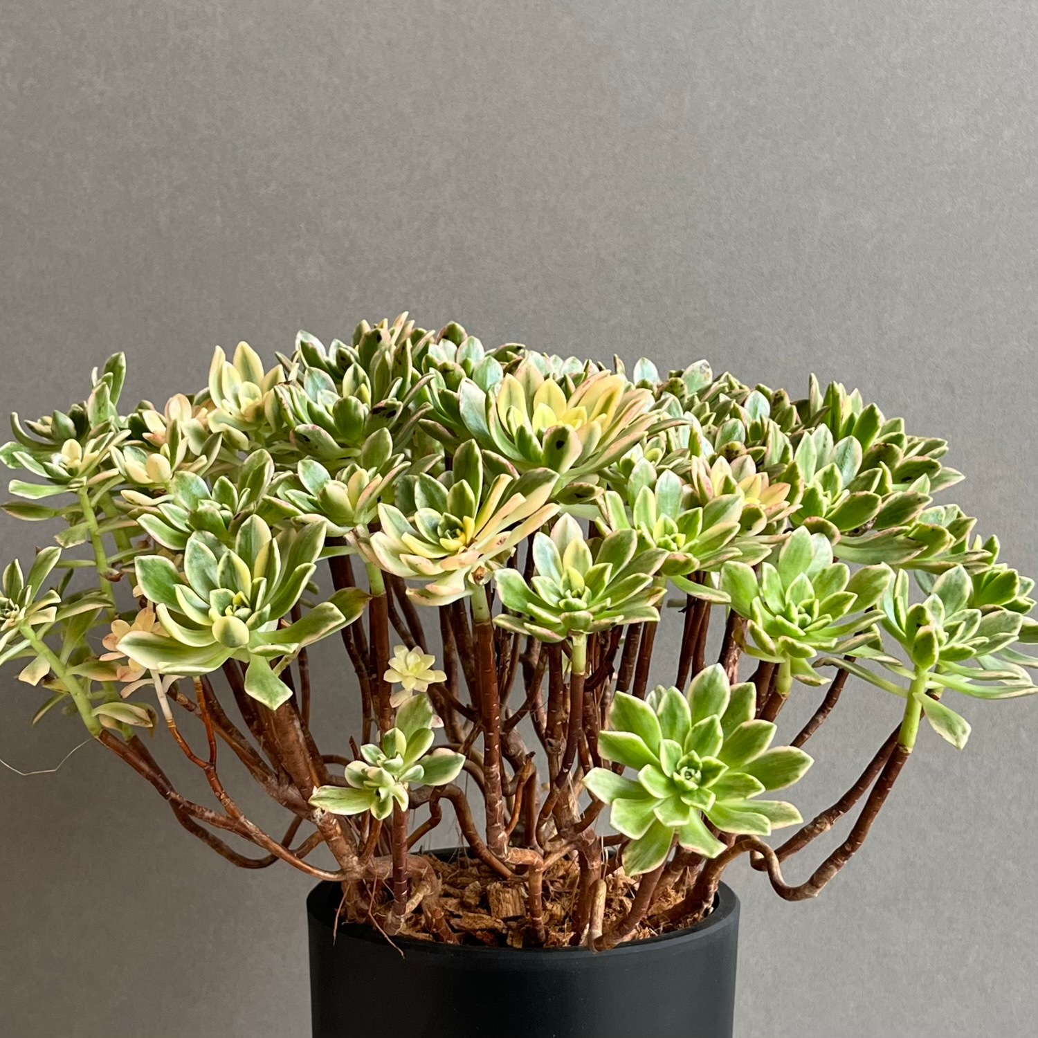 アエオニウム 'ブロンズ メダル 錦' 「Aeonium 'Bronze Medal' 」