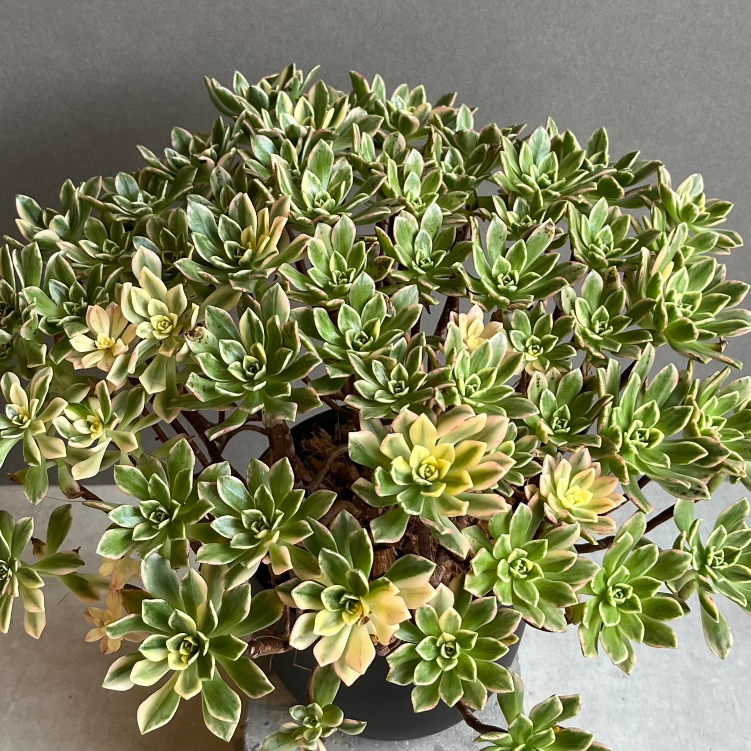 アエオニウム 'ブロンズ メダル 錦' 「Aeonium 'Bronze Medal' 」
