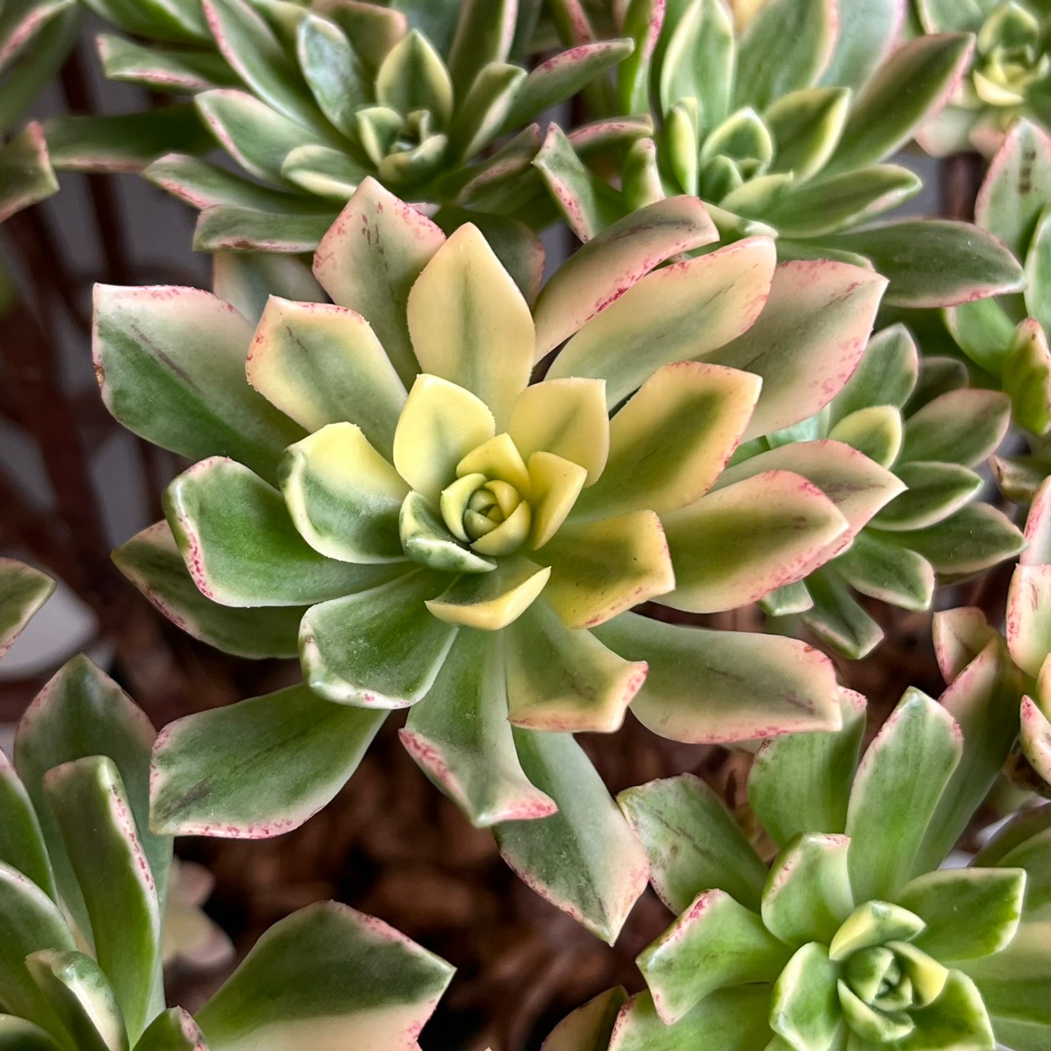 アエオニウム 'ブロンズ メダル 錦' 「Aeonium 'Bronze Medal' 」