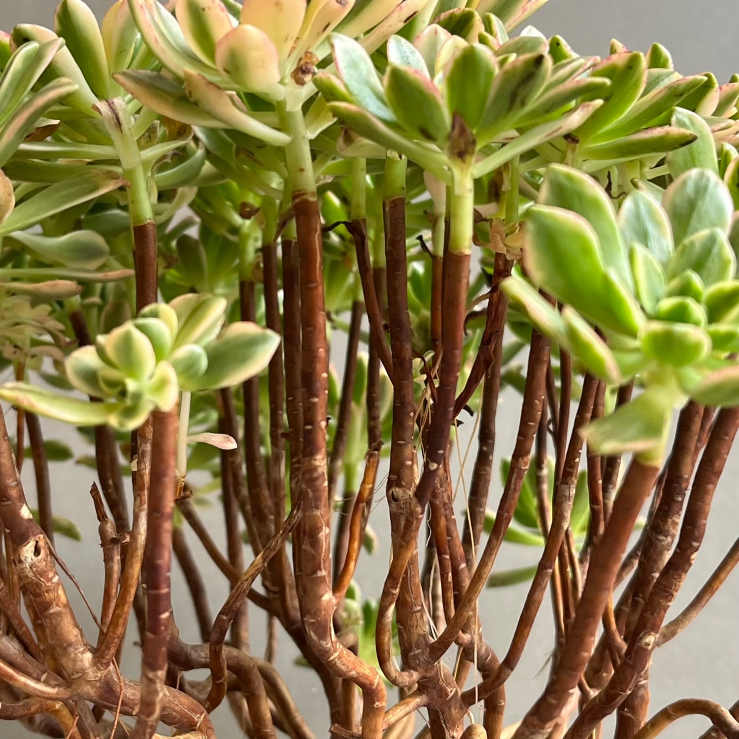 アエオニウム 'ブロンズ メダル 錦' 「Aeonium 'Bronze Medal' 」