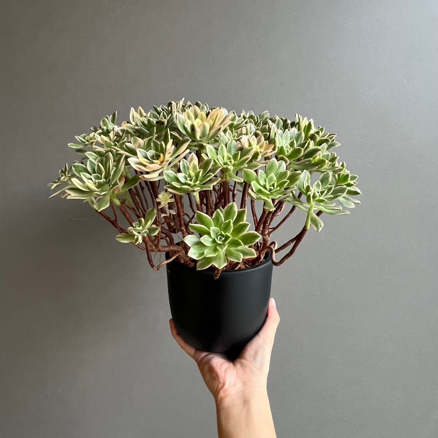 アエオニウム 'ブロンズ メダル 錦' 「Aeonium 'Bronze Medal' 」