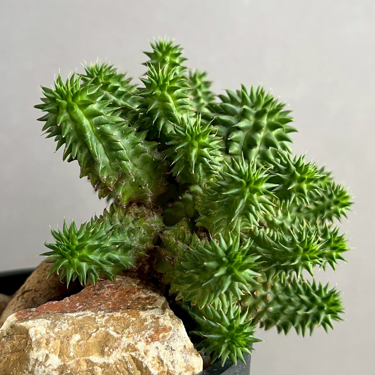 ユーフォルビア スザンナエ Euphorbia susannae｜彫刻的フォルムが 