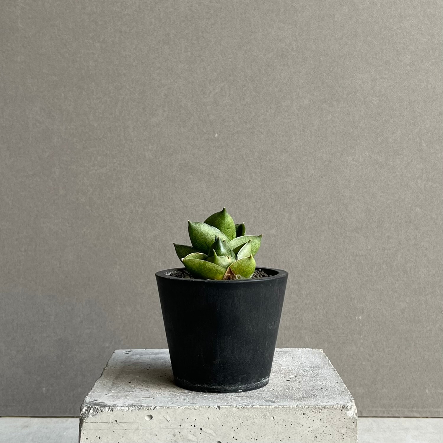 サンセベリア グリーン ピーチ「Sansevieria Green Peach」
