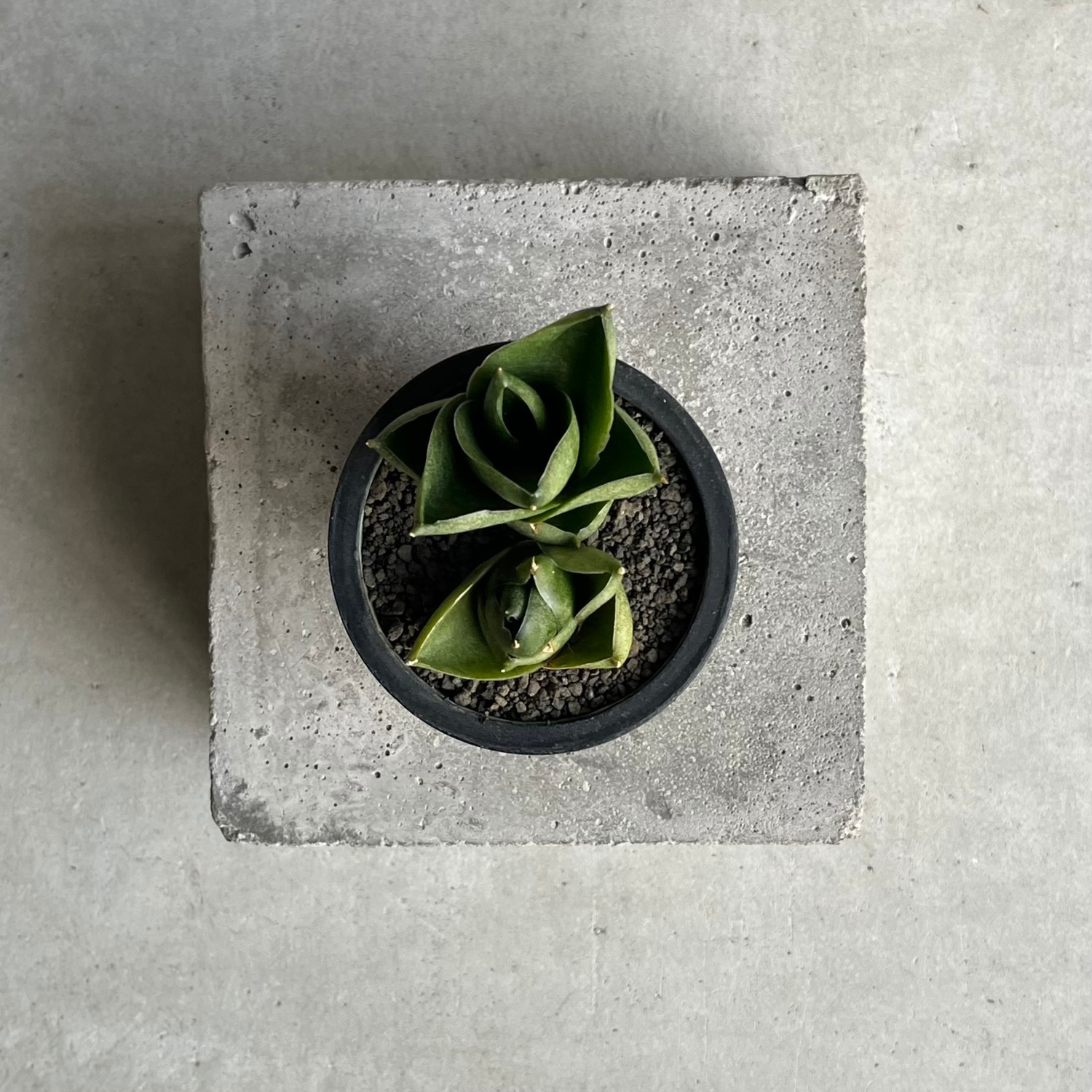 サンセベリア グリーン ピーチ「Sansevieria Green Peach」