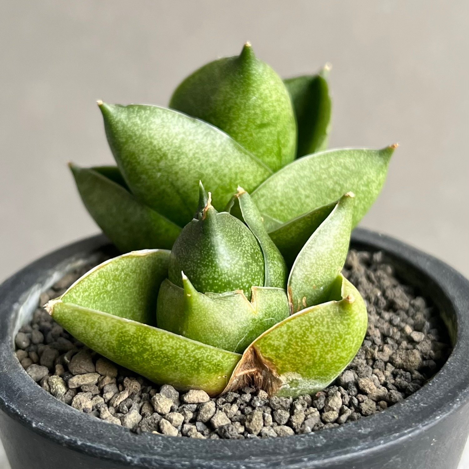 サンスベリア Sansevieria Green peach A サンスベリア Sansevieria Green peach A サンスベリア Sansevieria