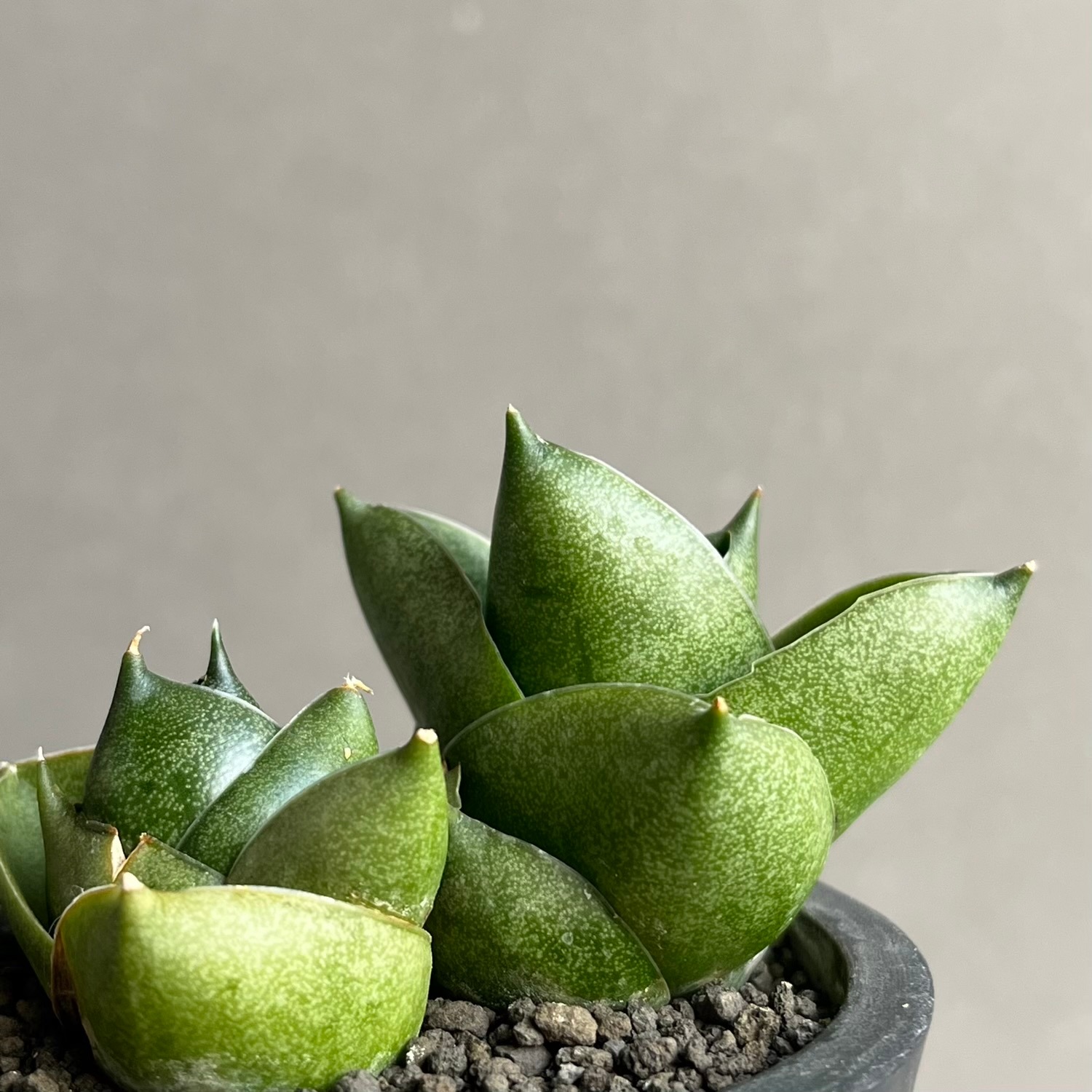 サンスベリア Sansevieria Green peach A サンセベリア グリーン ピーチ「Sansevieria Green Peach」