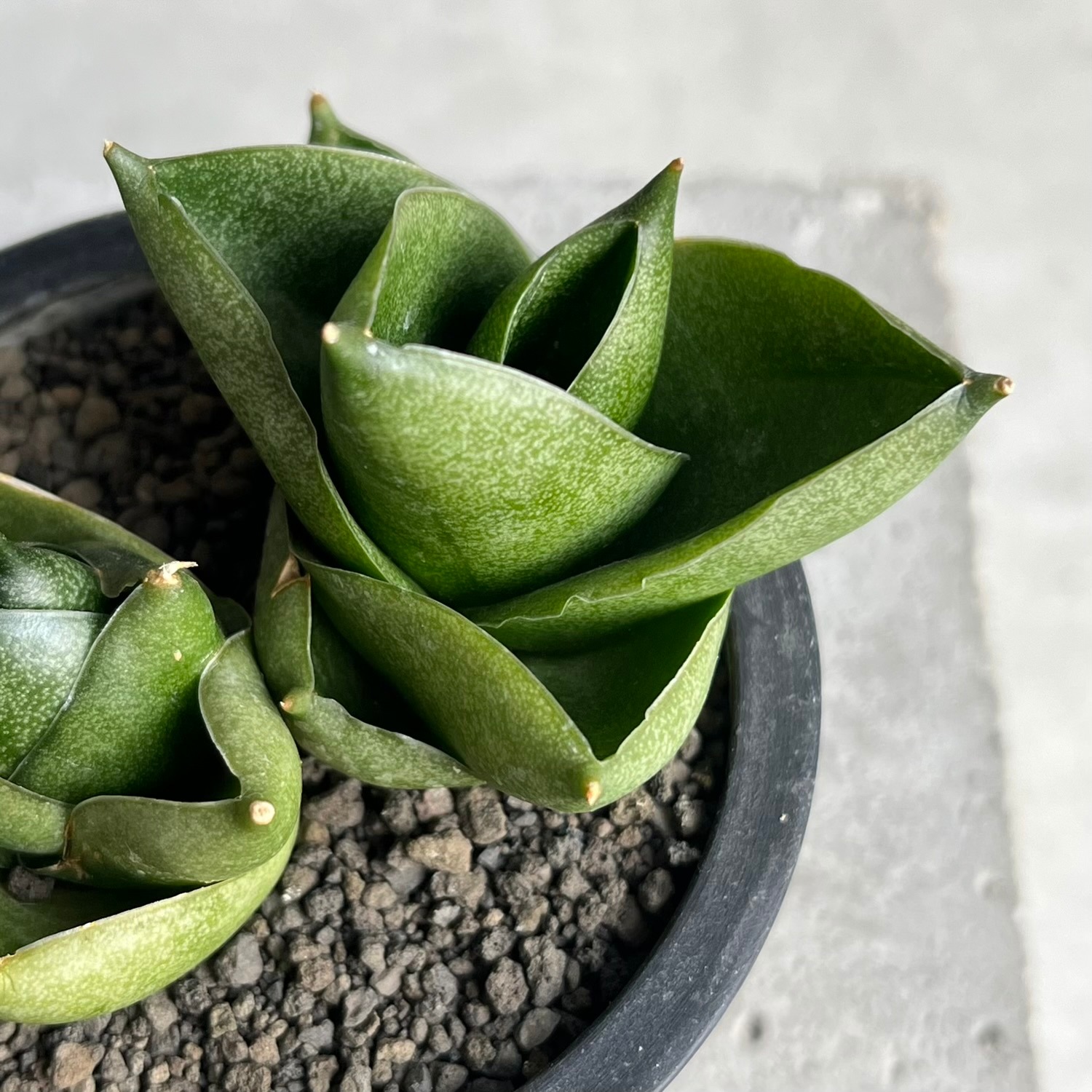 サンセベリア グリーン ピーチ「Sansevieria Green Peach」