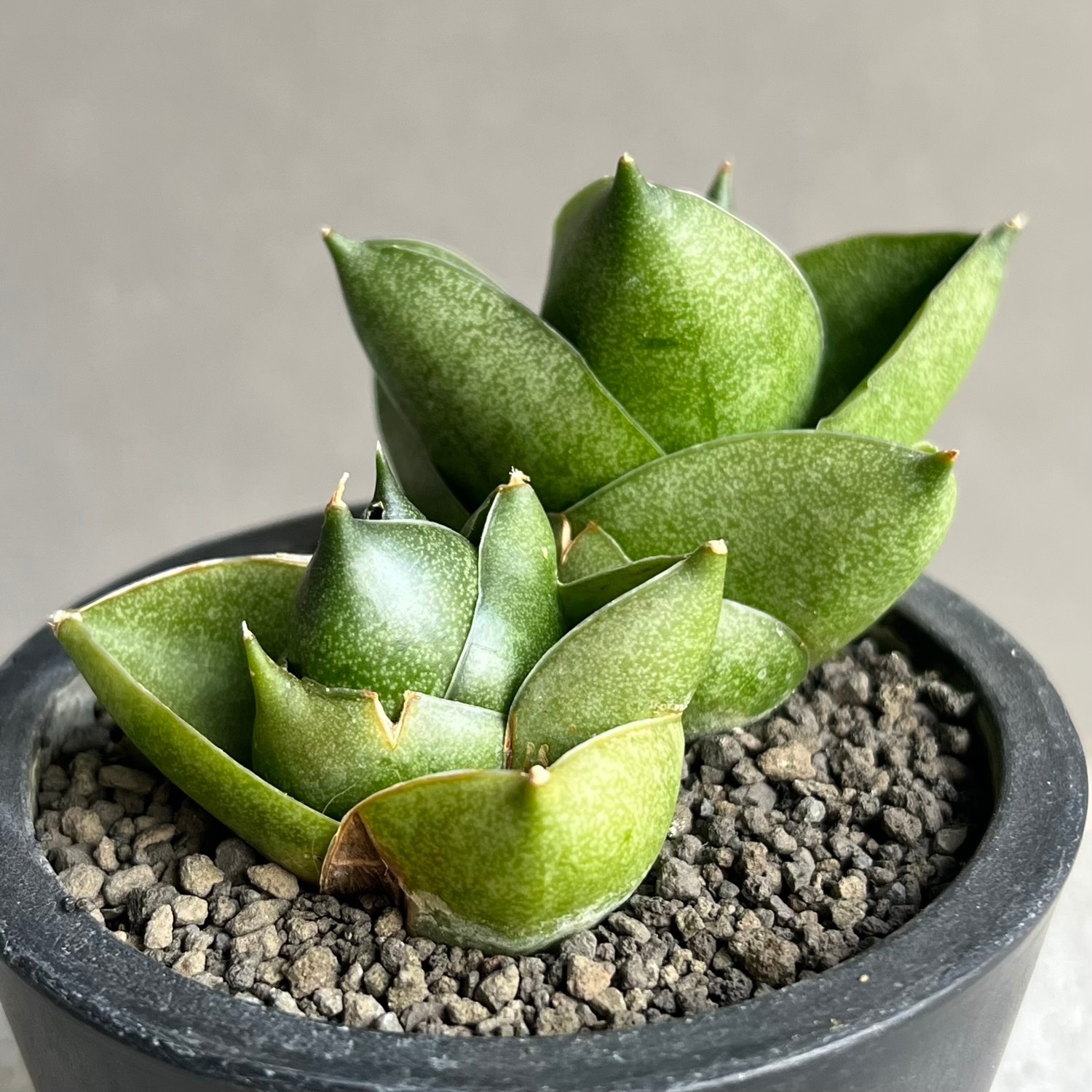 サンスベリア Sansevieria Green peach A サンセベリア グリーン ピーチ「Sansevieria Green Peach」