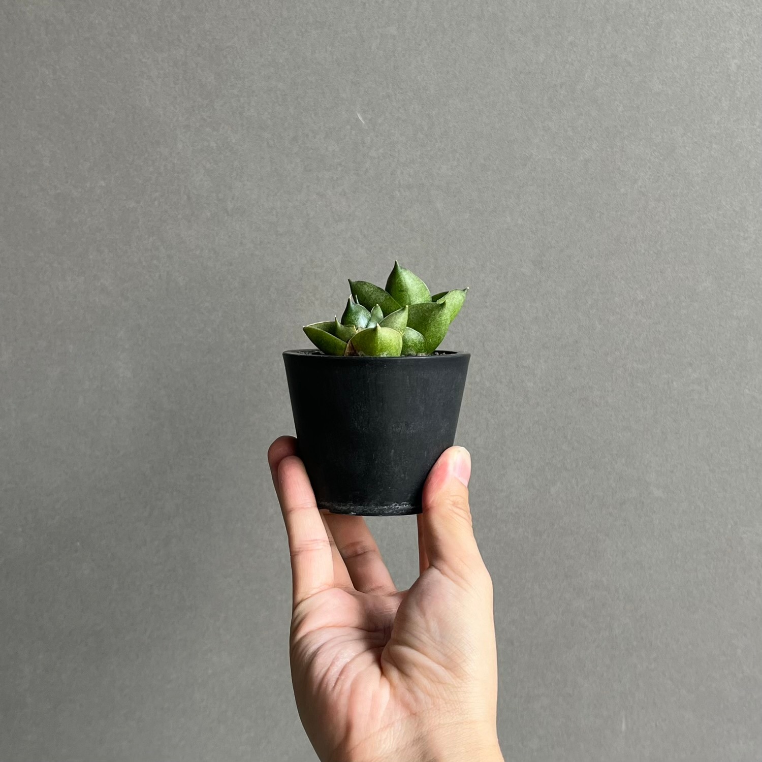 サンセベリア グリーン ピーチ「Sansevieria Green Peach」
