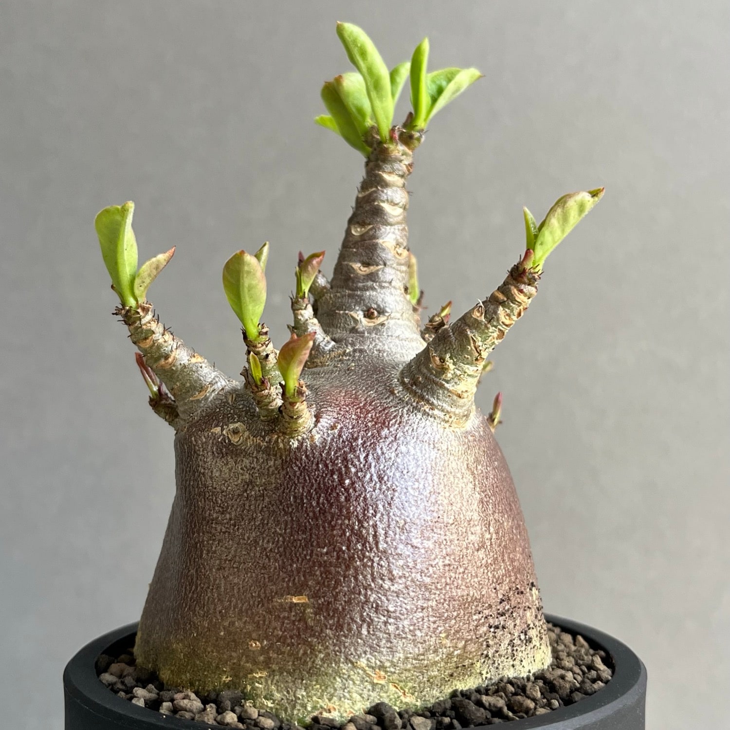 アデニウム アラビカム スーパー ドワーフ “ブラック”/Adenium