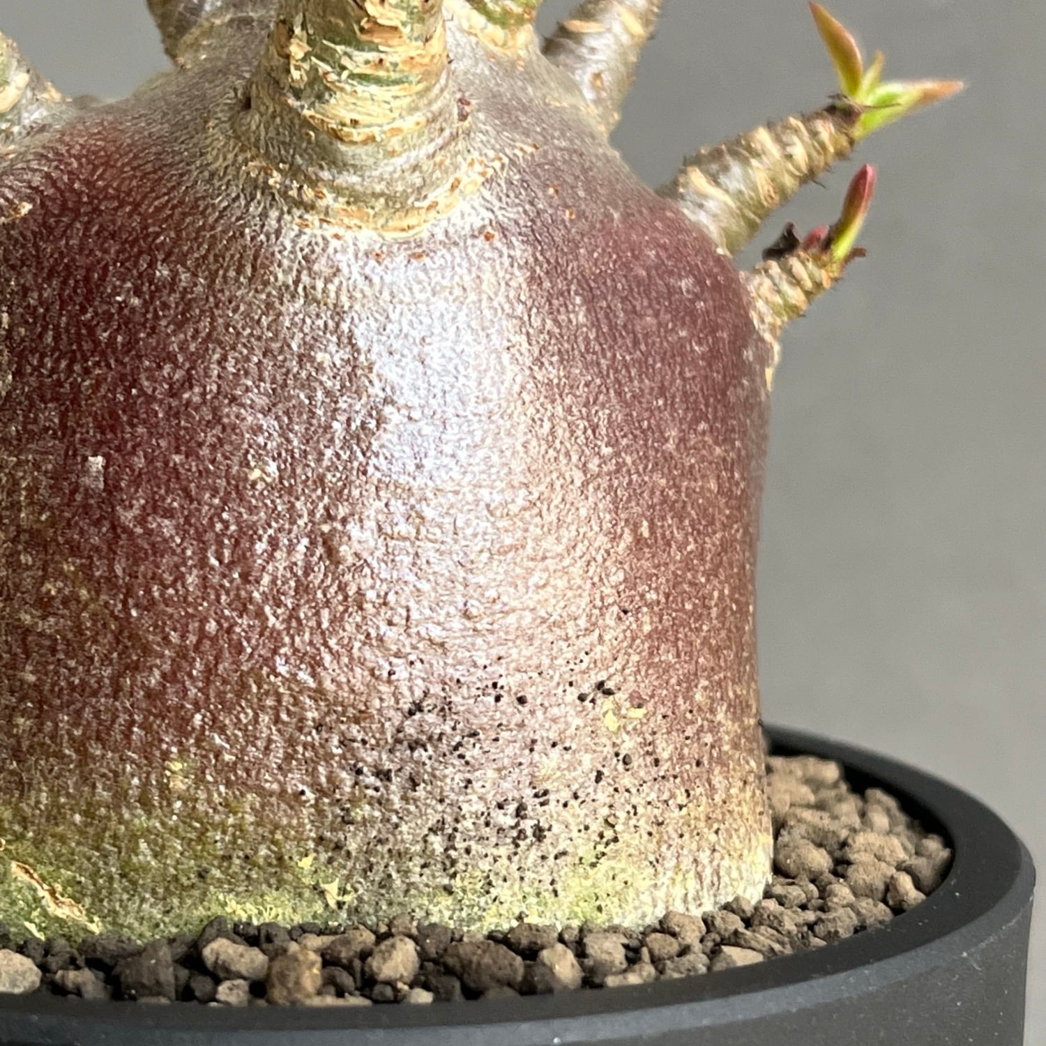アデニウム アラビカム スーパー ドワーフ “ブラック”/Adenium