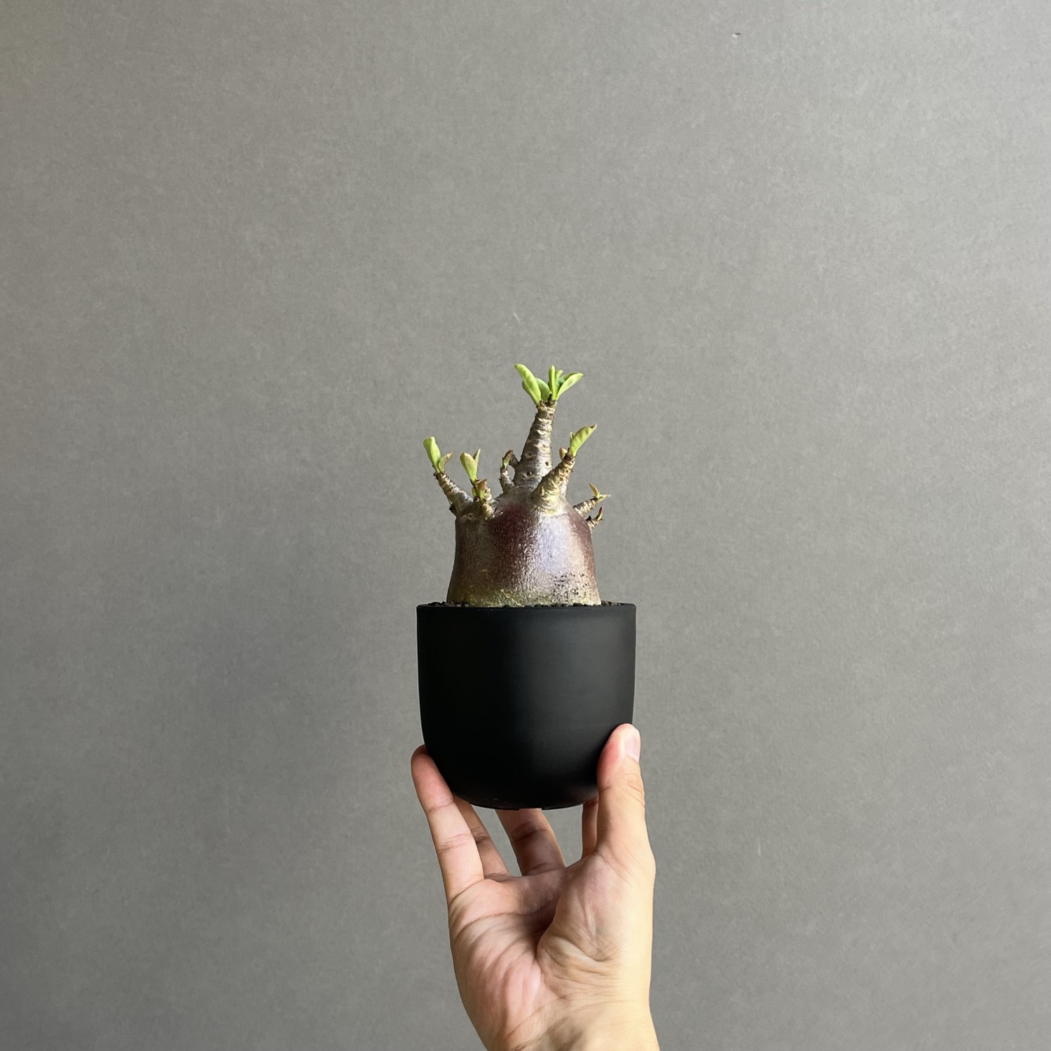 アデニウム アラビカム スーパー ドワーフ “ブラック”/Adenium