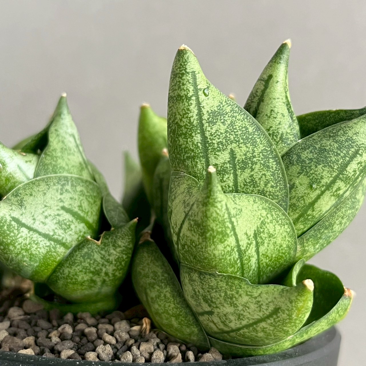 サンスベリア Sansevieria Green Ant A サンスベリア Sansevieria Green Ant A