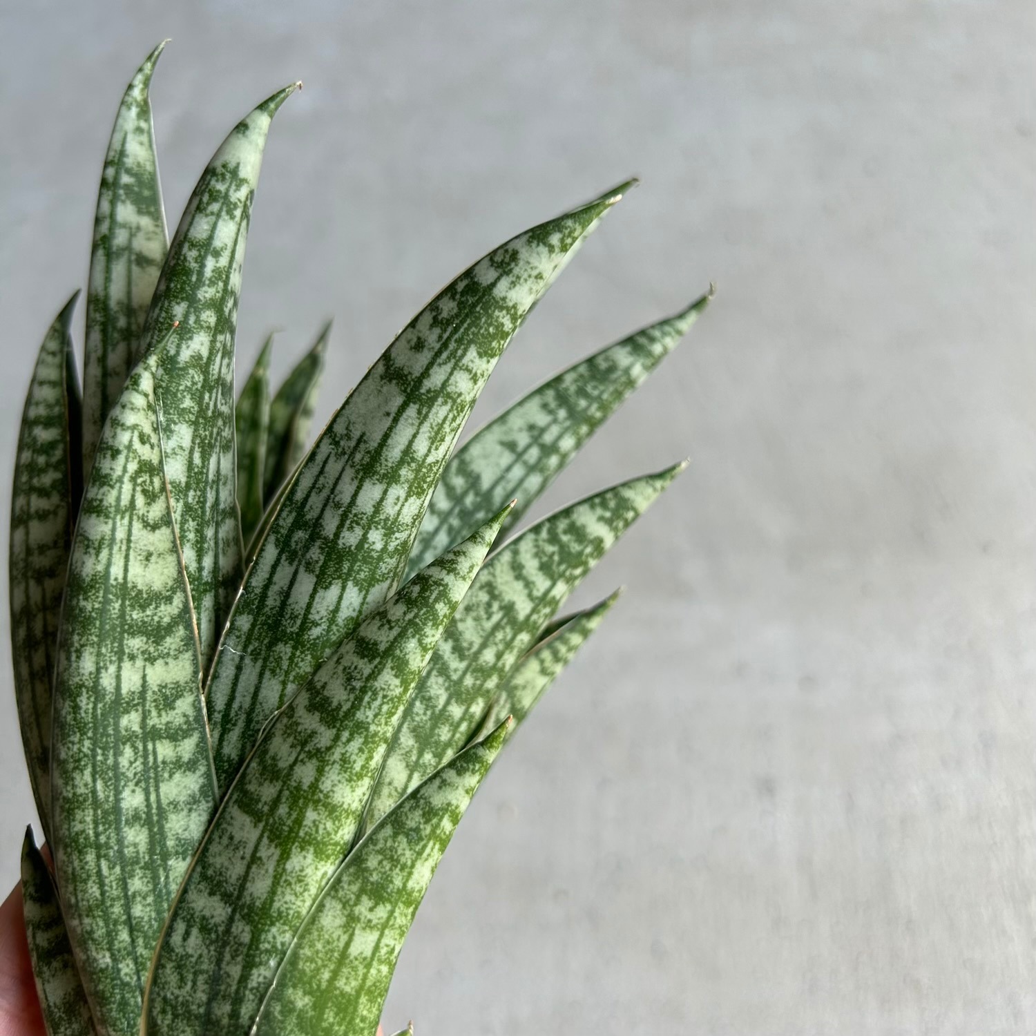 サンスベリア Sansevieria Sansuk A サンセベリア(サンスベリア) オーガスト(10月)｜個性的なフォルムを