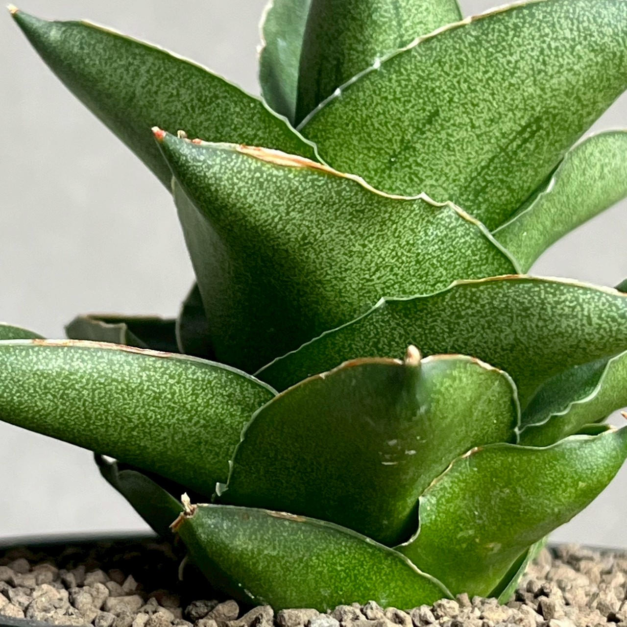 サンセベリア エスプレッソ｜Sansevieria Espresso タワー型 観葉植物