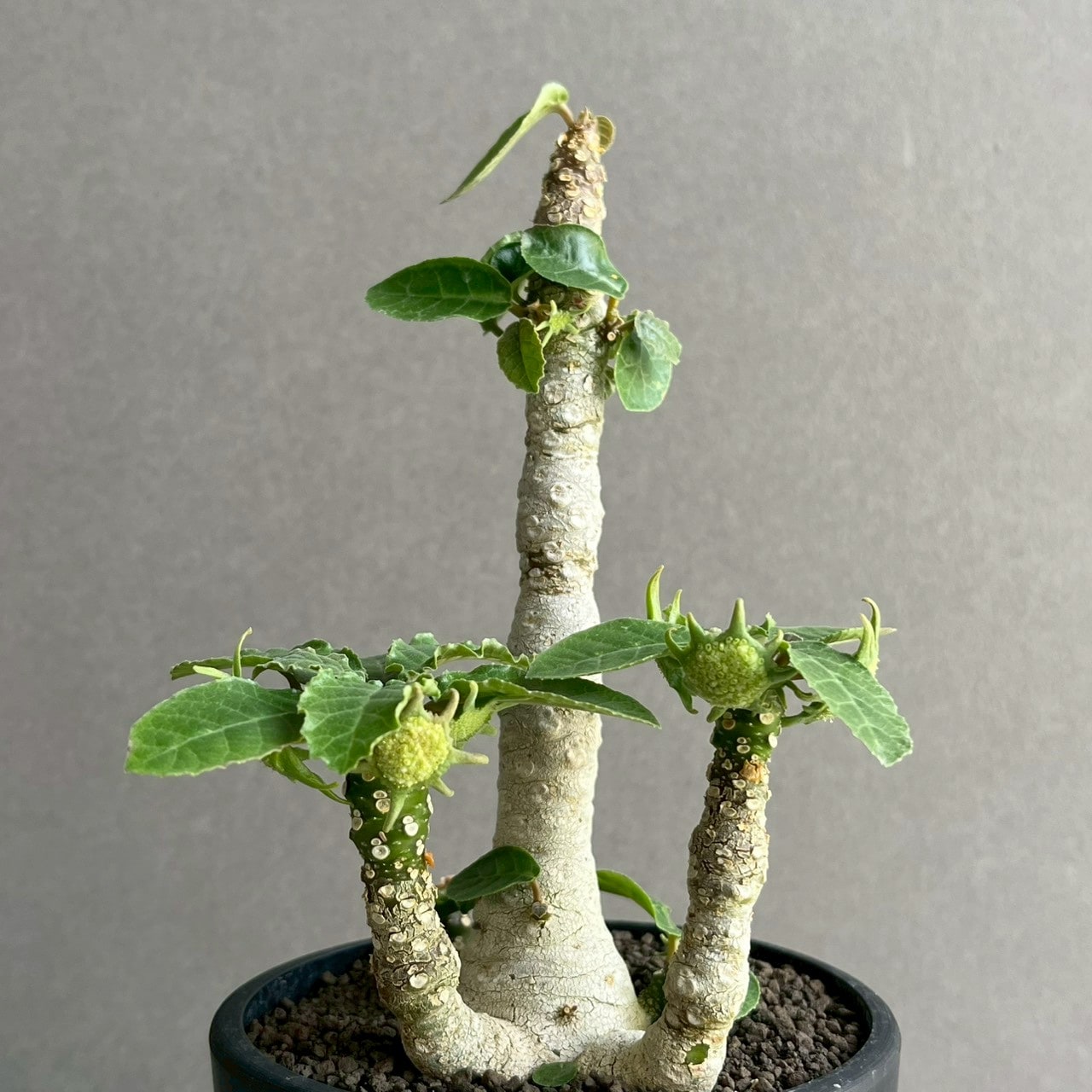 ドルステニア フォエチダ 多頭タイプ｜個性的な樹形が魅力の塊根植物