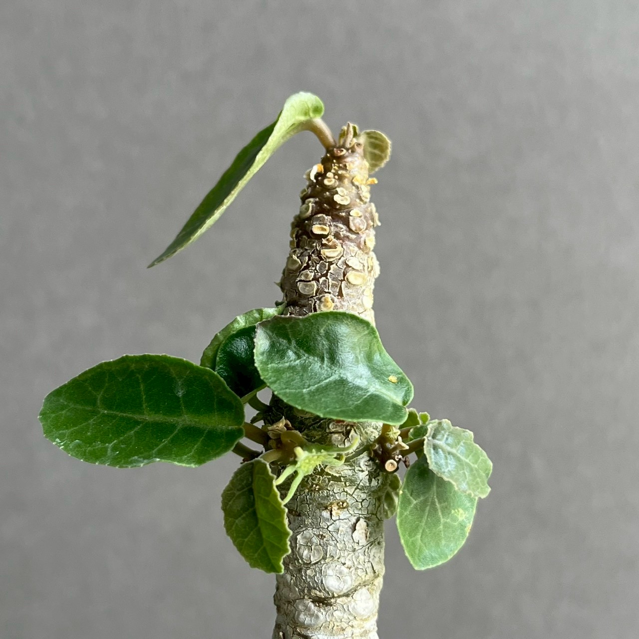 ドルステニア フォエチダ 多頭タイプ｜個性的な樹形が魅力の塊根植物