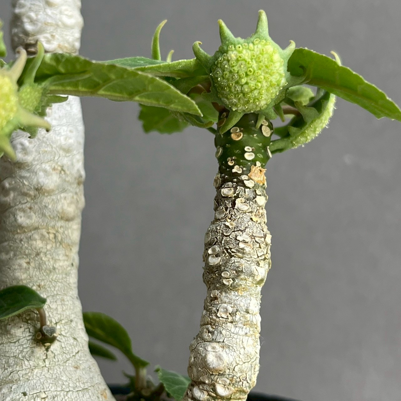 ドルステニア フォエチダ 多頭タイプ｜個性的な樹形が魅力の塊根植物
