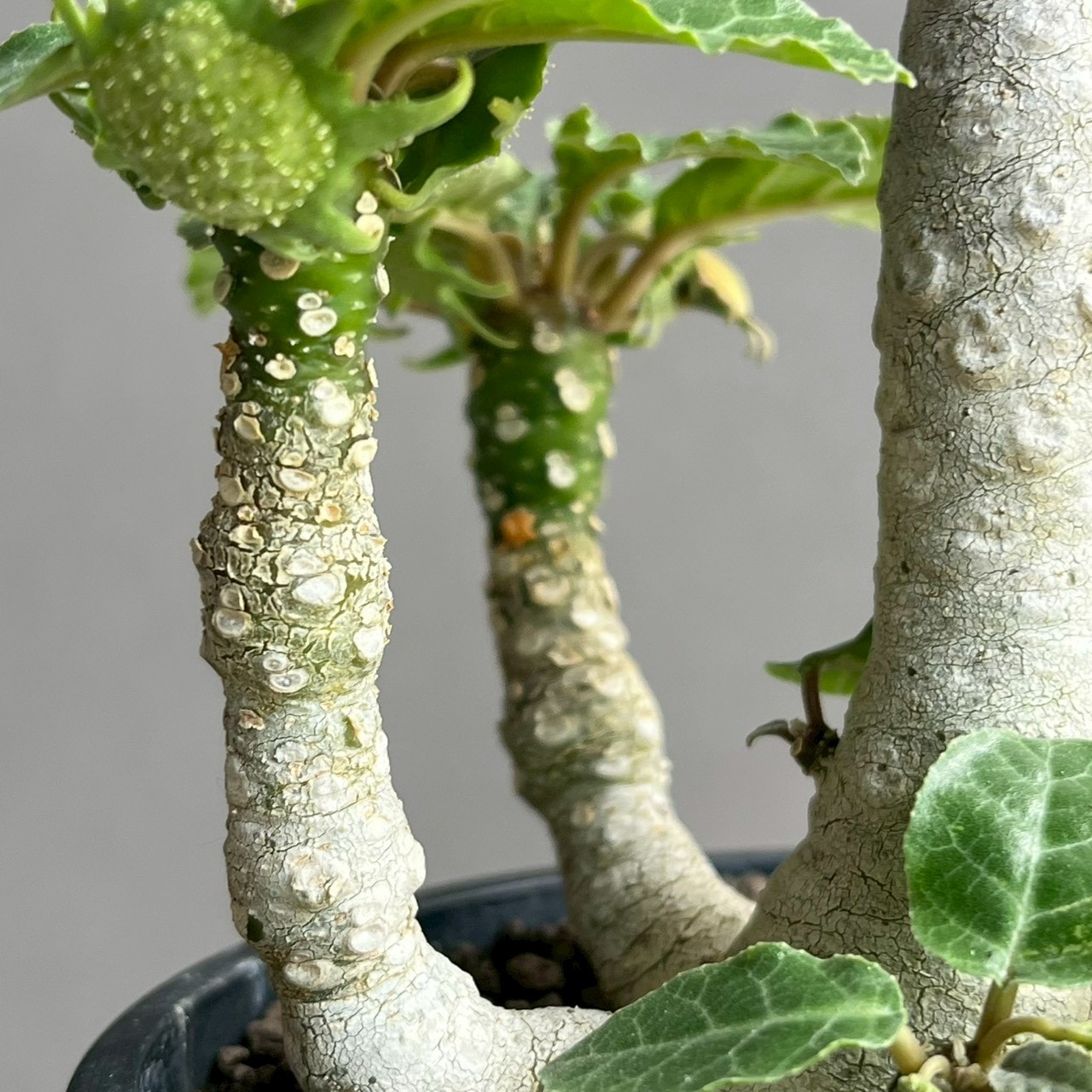 ドルステニア フォエチダ 多頭タイプ｜個性的な樹形が魅力の塊根植物