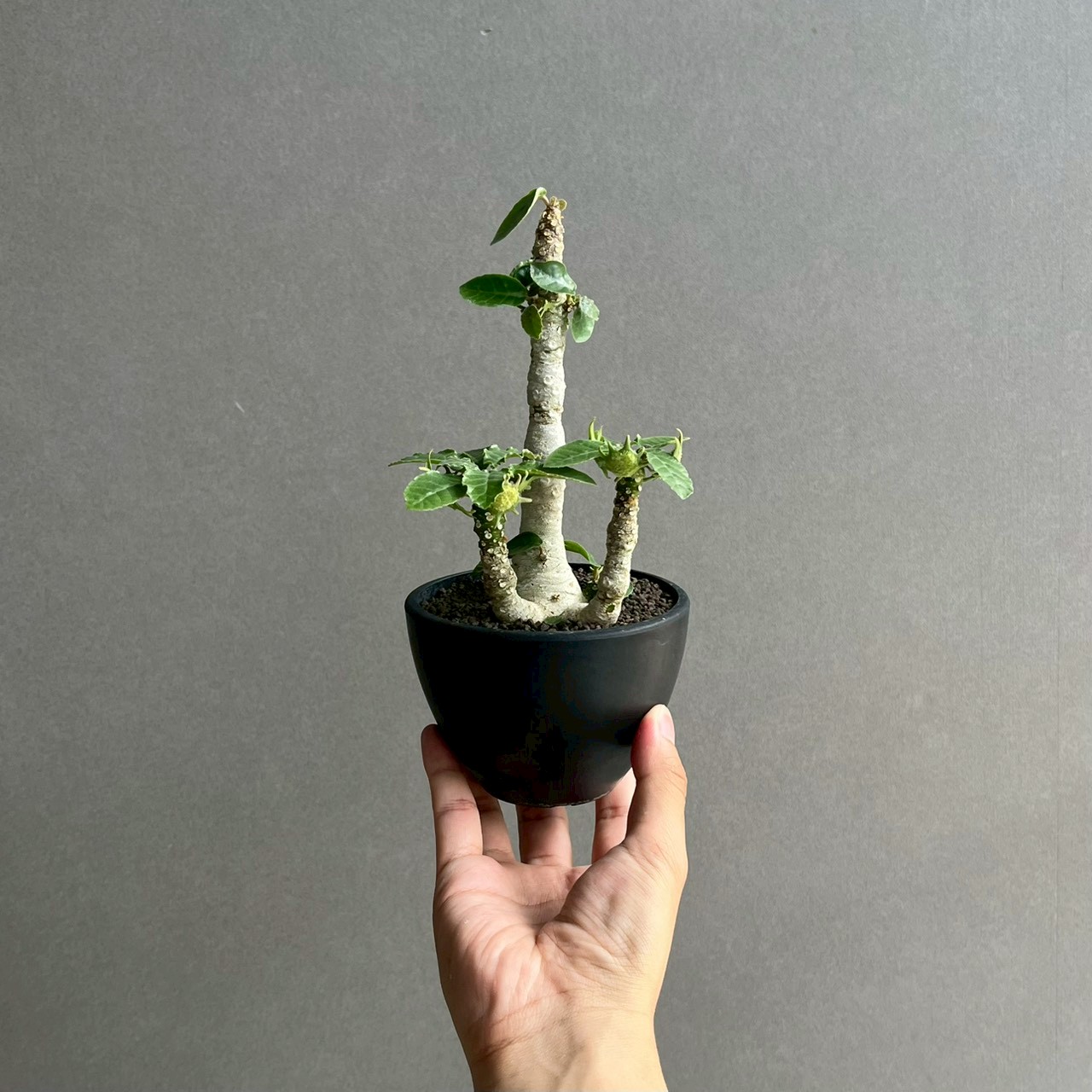 ドルステニア フォエチダ 多頭タイプ｜個性的な樹形が魅力の塊根植物