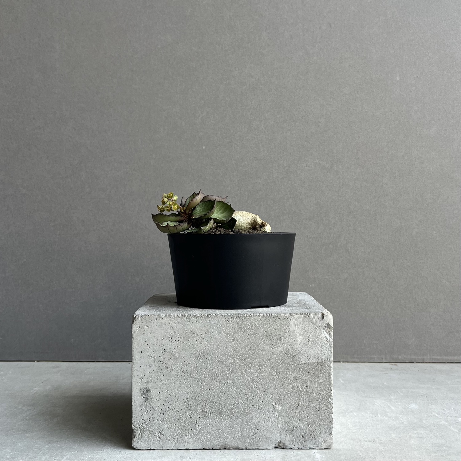 ユーフォルビア フランコイシー(実生苗)/Euphorbia francoisii