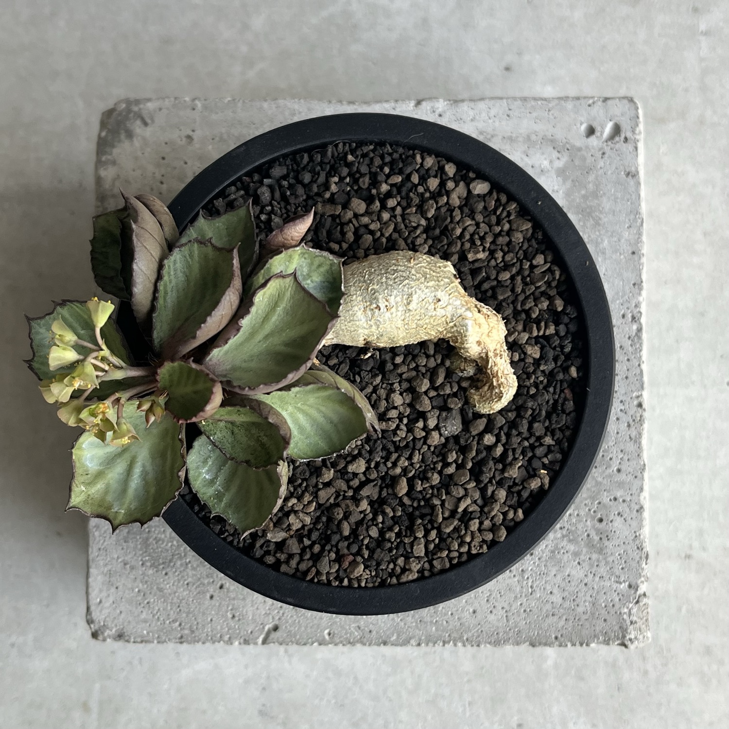 ユーフォルビア フランコイシー(実生苗)/Euphorbia francoisii