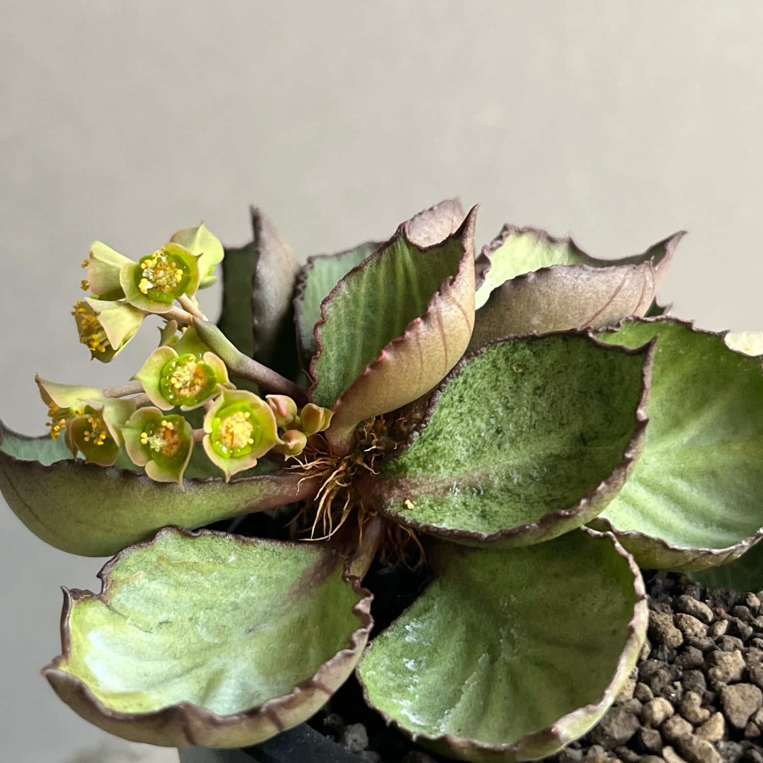 ユーフォルビア フランコイシー(実生苗)/Euphorbia francoisii