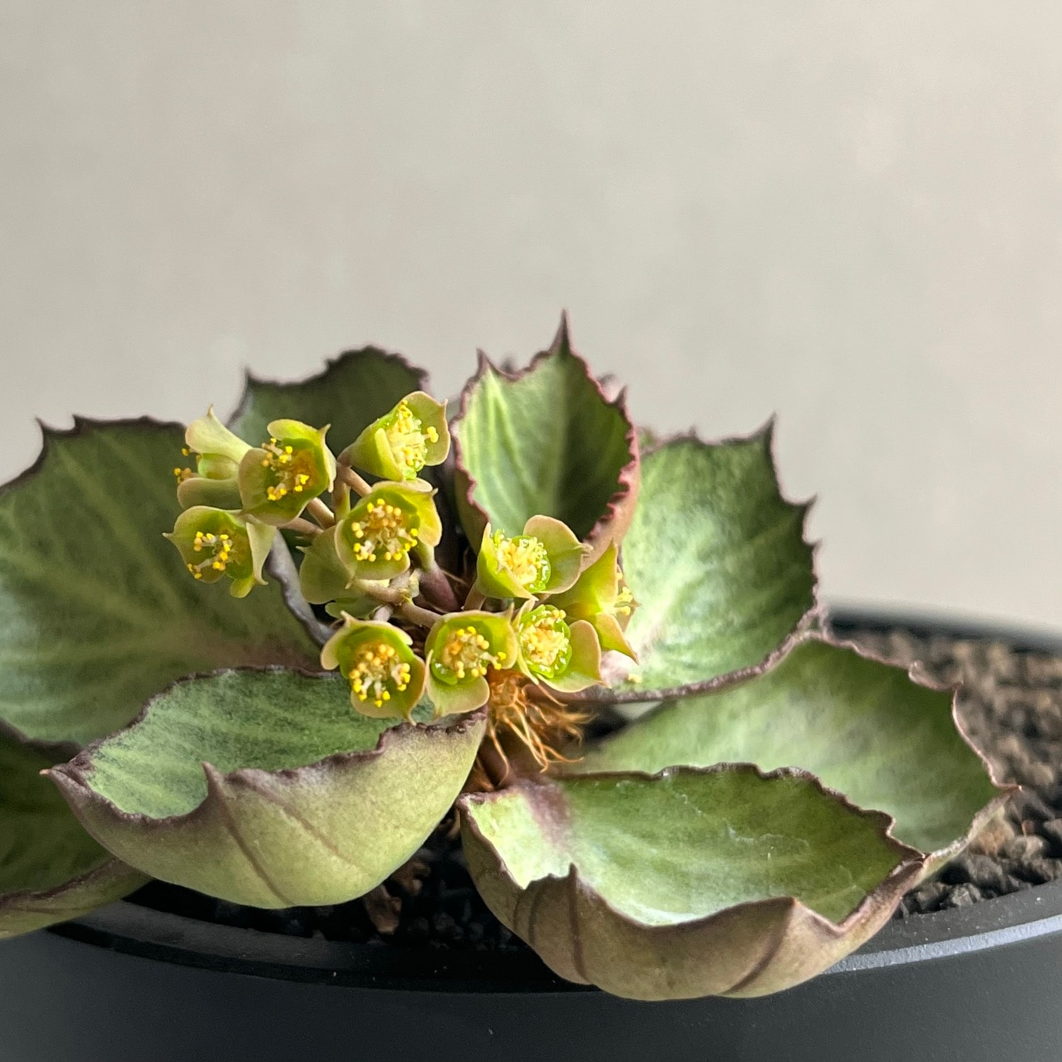 ユーフォルビア フランコイシー(実生苗)/Euphorbia francoisii
