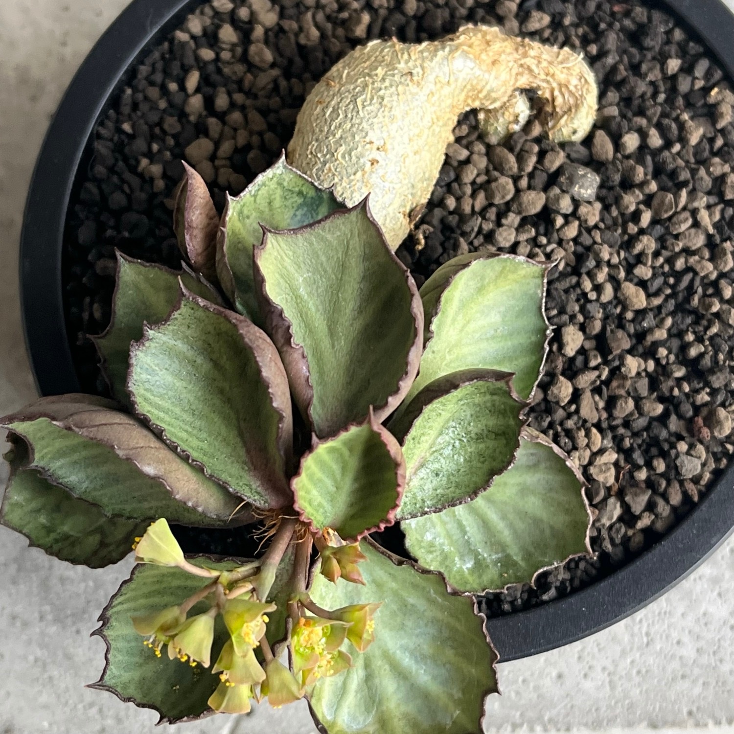 ユーフォルビア フランコイシー(実生苗)/Euphorbia francoisii