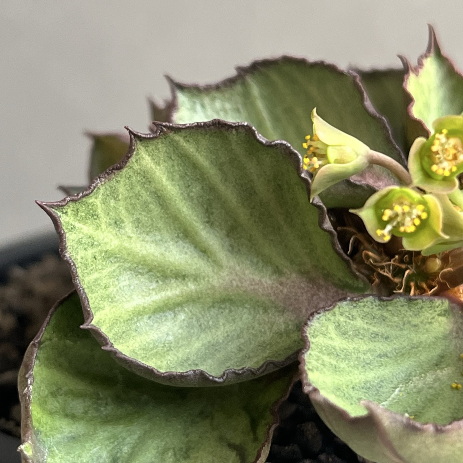ユーフォルビア フランコイシー(実生苗)/Euphorbia francoisii