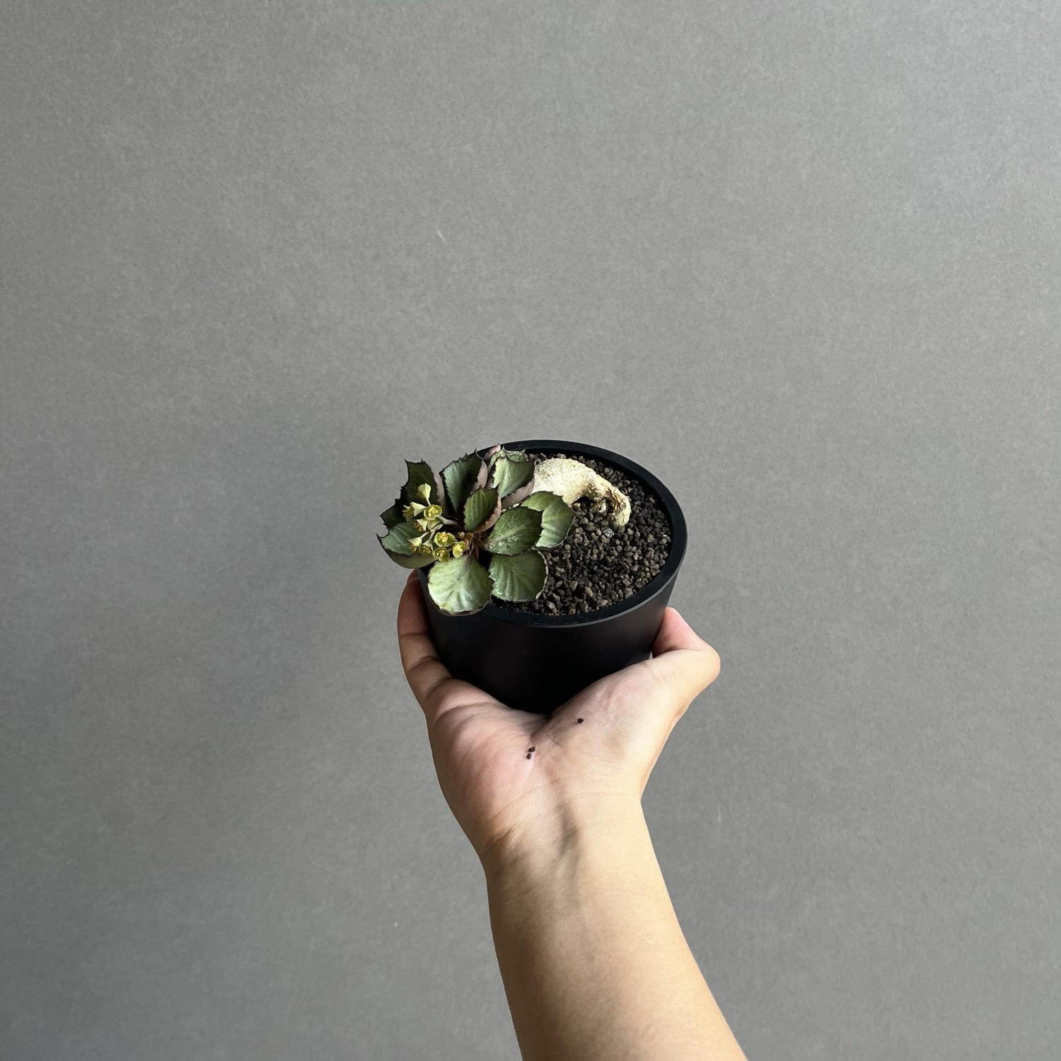 ユーフォルビア フランコイシー(実生苗)/Euphorbia francoisii