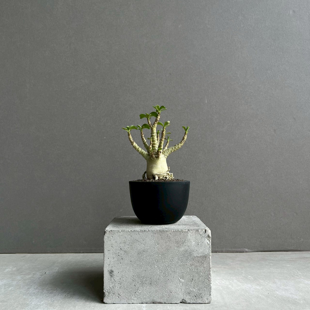 極上個体！アデニウム　ソコトラナム　メデューサ アデニウム メデューサ D.H.A 獅子葉｜Adenium Dorset Horn 塊根植物